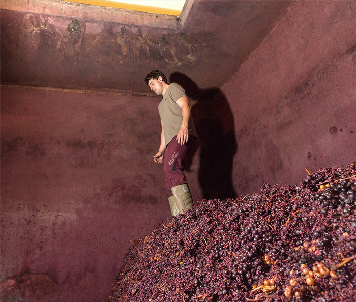 Método tradicional del pisado de la uva para elaborar vino de Rioja