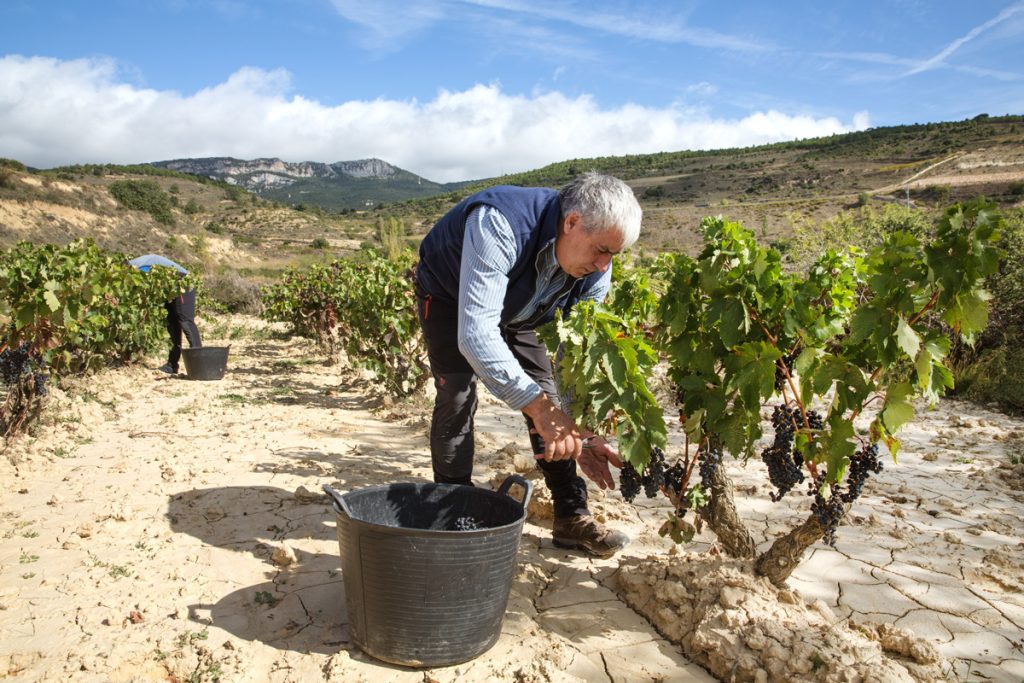 Javier y al fondo Israel vendimiando las vides de los viñedos de Bodegas Eguíluz