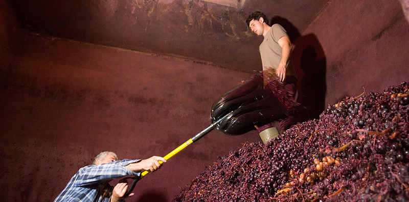 Método tradicional del pisado de la uva para elaborar vino de Rioja