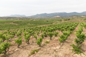 Viñedos únicos en la falda de Sierra Cantabria, en Ábalos.