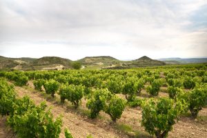 Bienvenidos a Bodegas Eguíluz en Ábalos, La Rioja