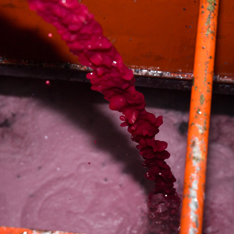 El vino se obtiene mediante el pisado tradicional de la uva y se deposita en depósitos