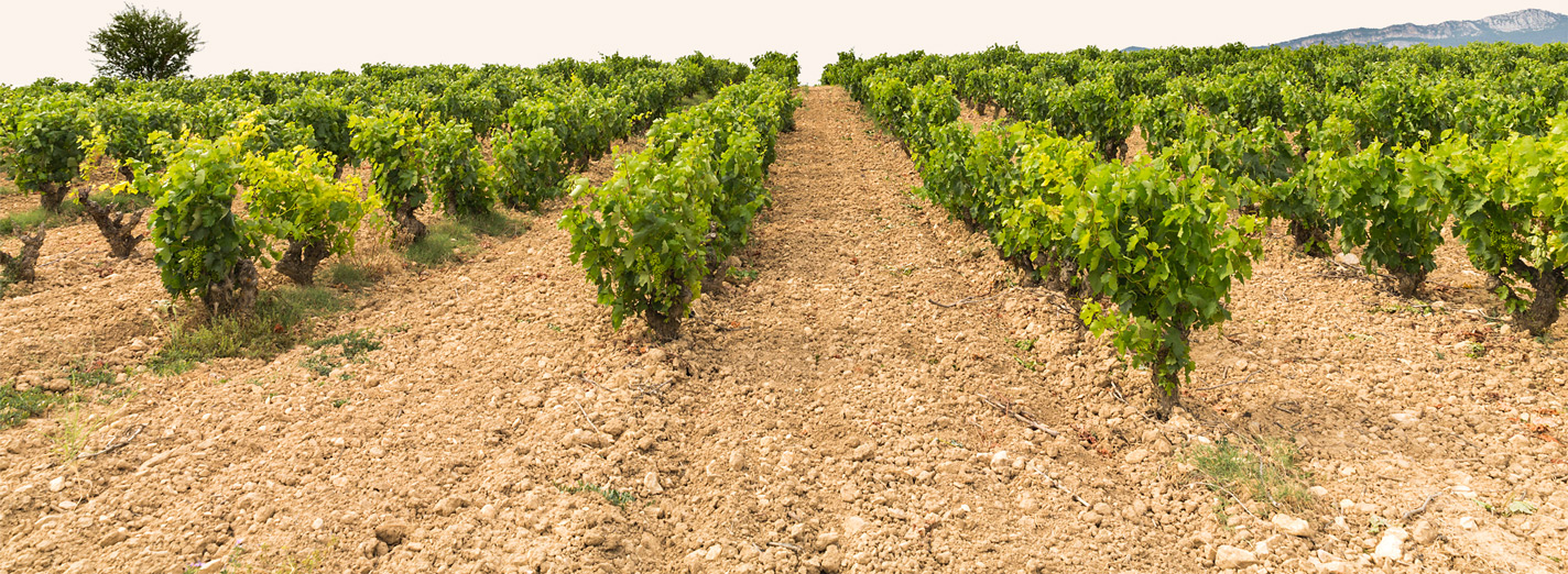 Viñedos de Bodegas Eguíluz