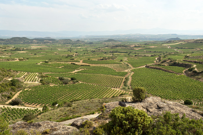 Panorámica de los Viñedos de Bodegas Eguíluz