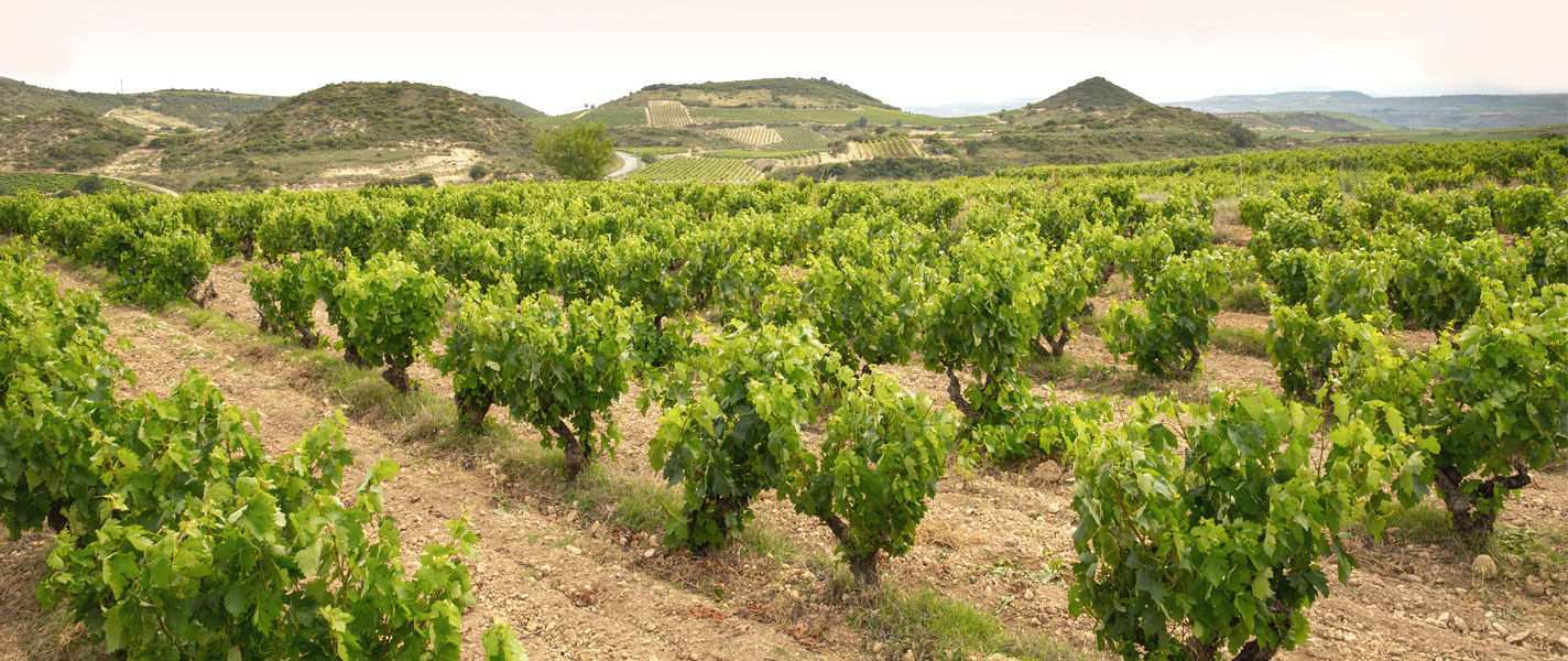 Viñedos de Bodegas Eguíluz
