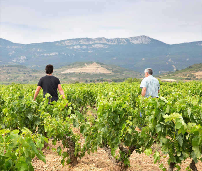 Javier e Israel caminan entres los viñedos de Bodegas Eguíluz con la sierra de Cantabria al fondo