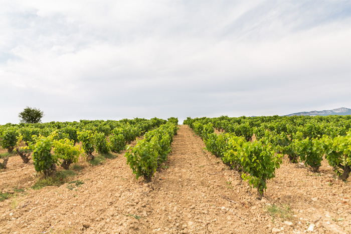 vinedo-home-en vinedo-home-en